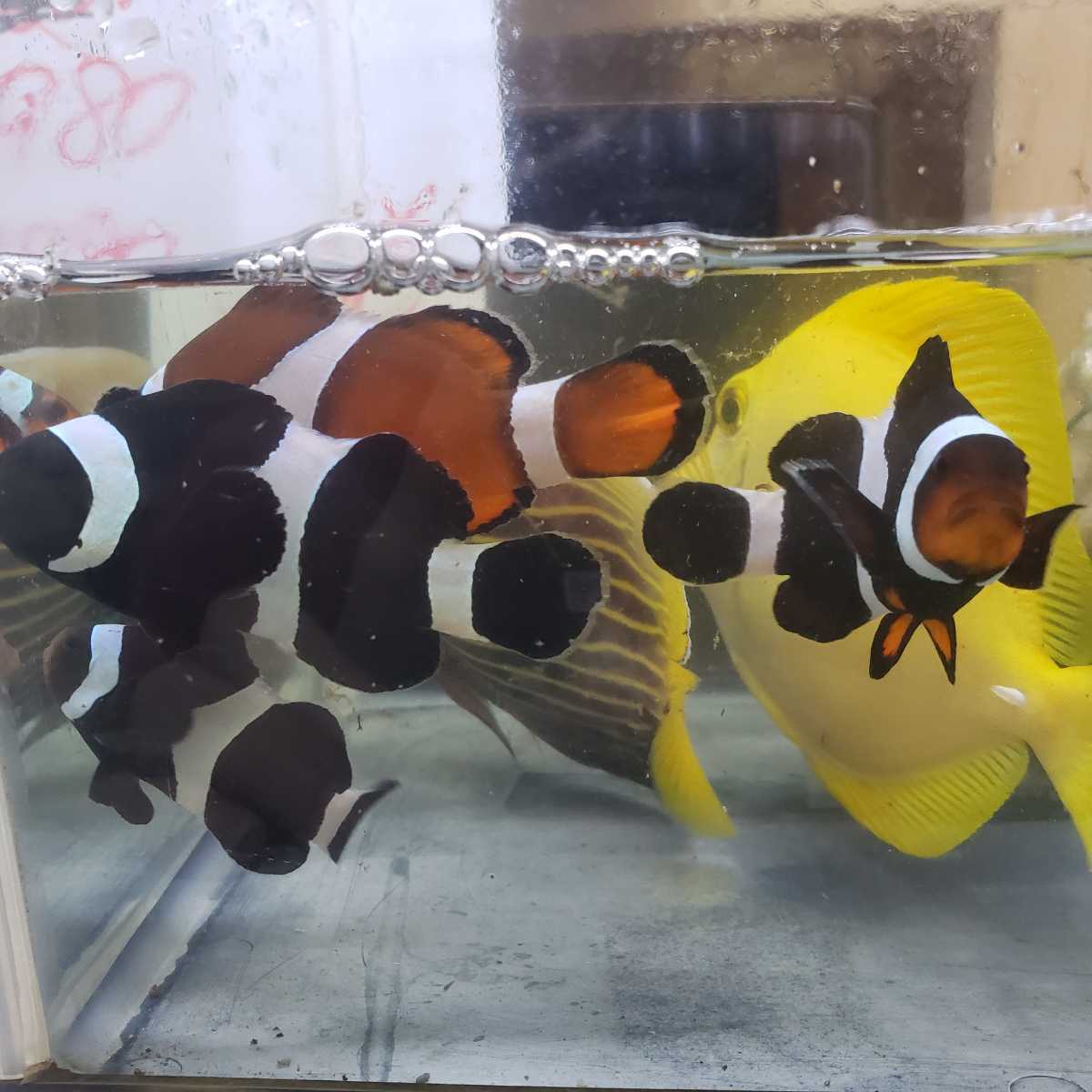 海水魚 ブラックオセラリス 3匹 クマノミ1匹オマケ 計4匹 餌食い良好 海水魚 売買されたオークション情報 Yahooの商品情報をアーカイブ公開 オークファン Aucfan Com