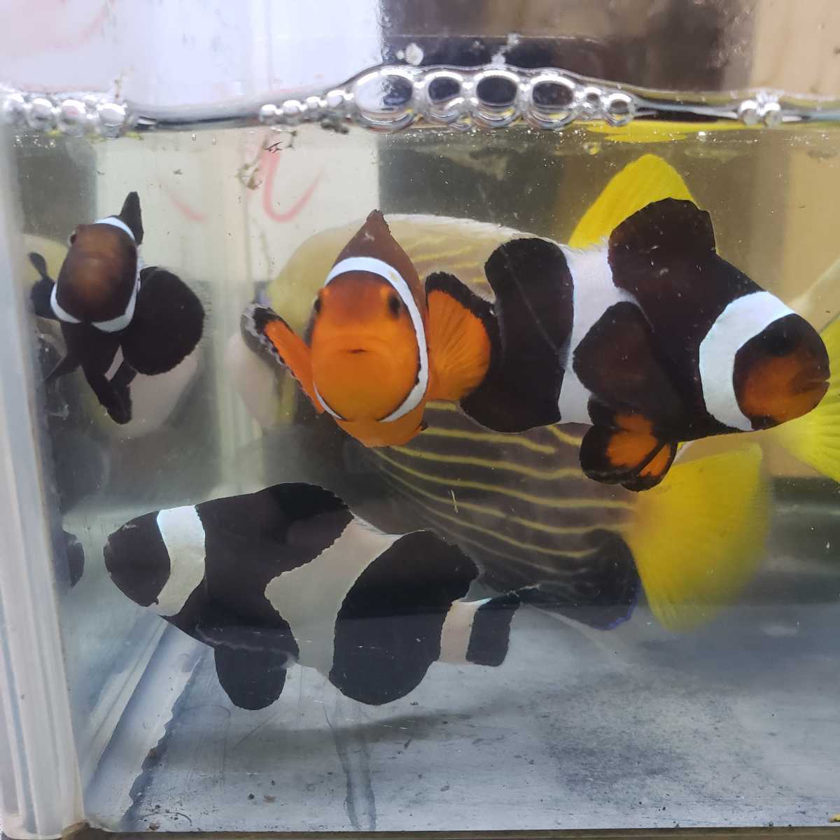 海水魚 ブラックオセラリス 3匹 クマノミ1匹オマケ 計4匹 餌食い良好 海水魚 売買されたオークション情報 Yahooの商品情報をアーカイブ公開 オークファン Aucfan Com
