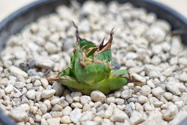 アガベ チタノタ ハデス titanota 特選 黒帝斯 Hades agave 陽炎 園芸
