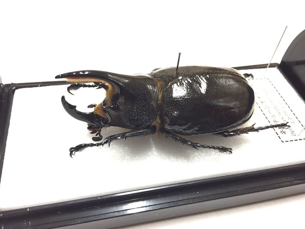 展足済】ネプチューンオオカブト 74㎜【標本】(虫類)｜売買された