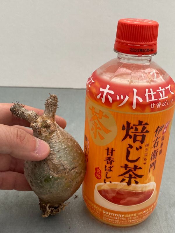 ト54 塊根植物 現地株 パキポディウム グラキリス 小 最新到着株 マダガスカル 抜き苗 Pachypodium gracilius(その他)｜売買されたオークション情報、yahooの商品情報をアーカイブ公開 - オークファ その他
