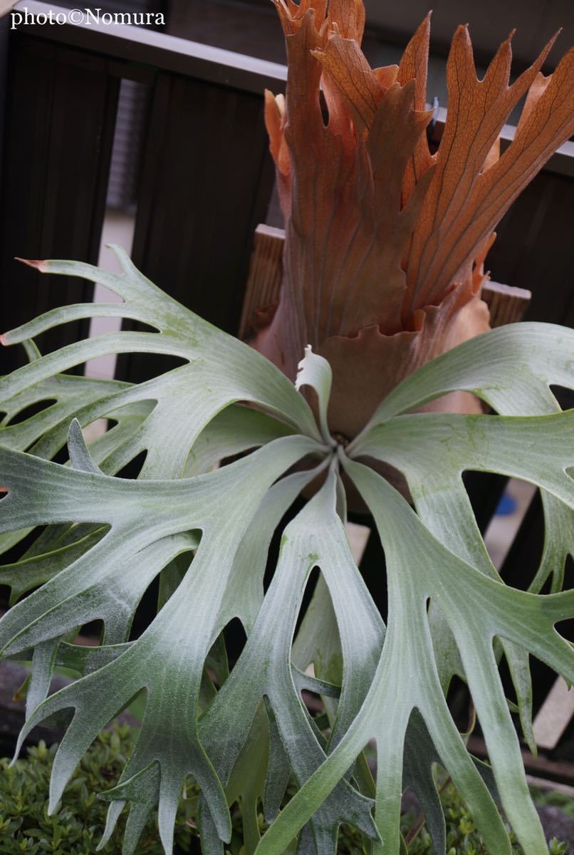 Platycerium coronarium胞子苗ビカクシダ（1）