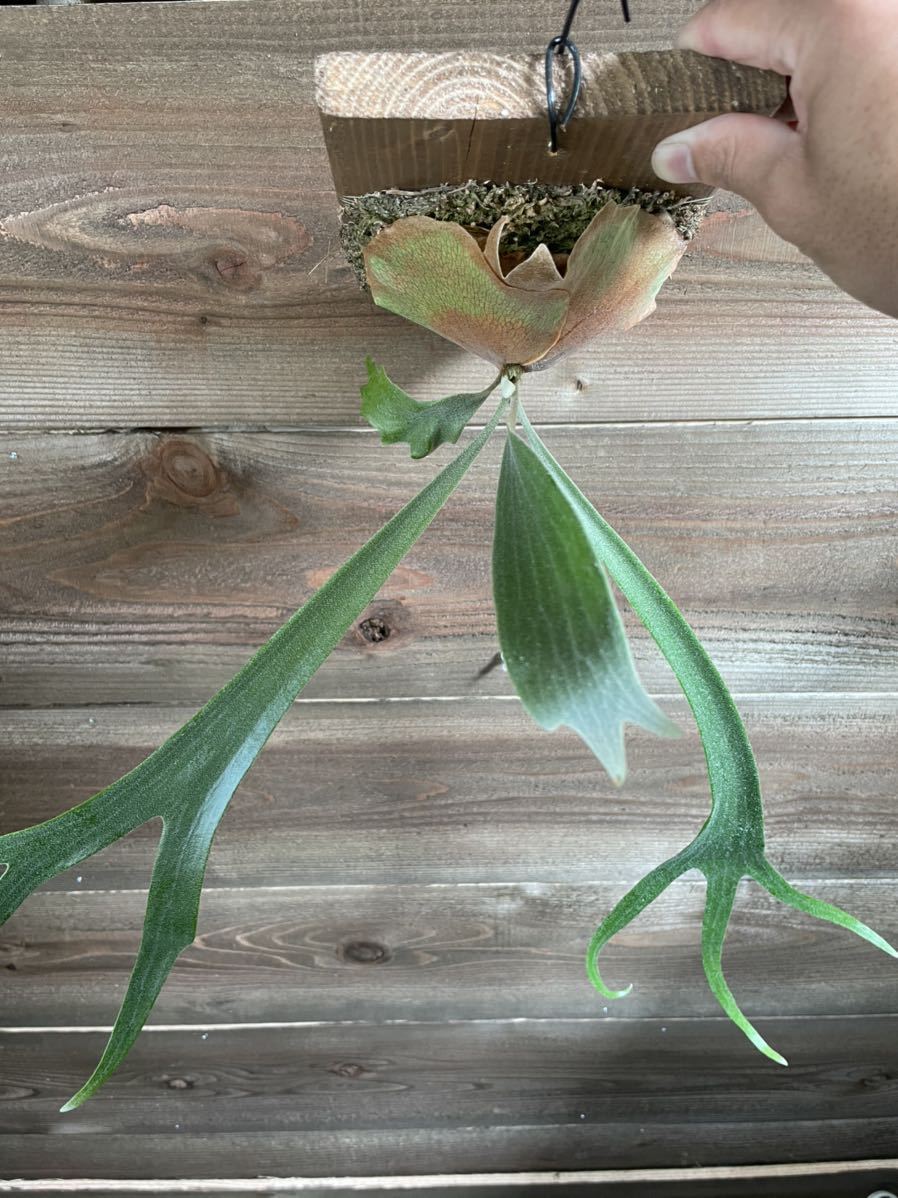 のむさん】P. 'Banna#A'【長期管理株】【超オススメ】【子吹実績有、若