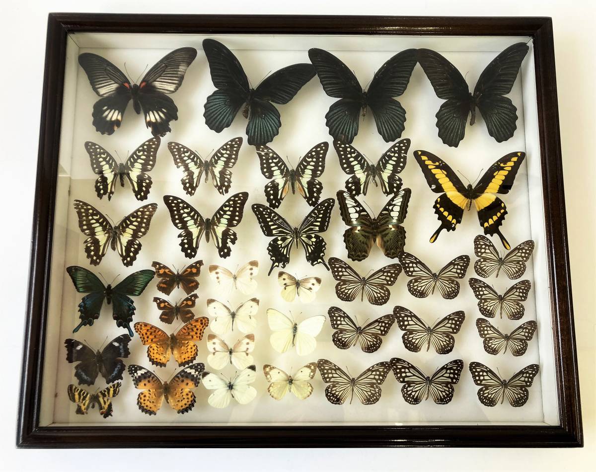 貝 標本 ヤエバイトカケ 大