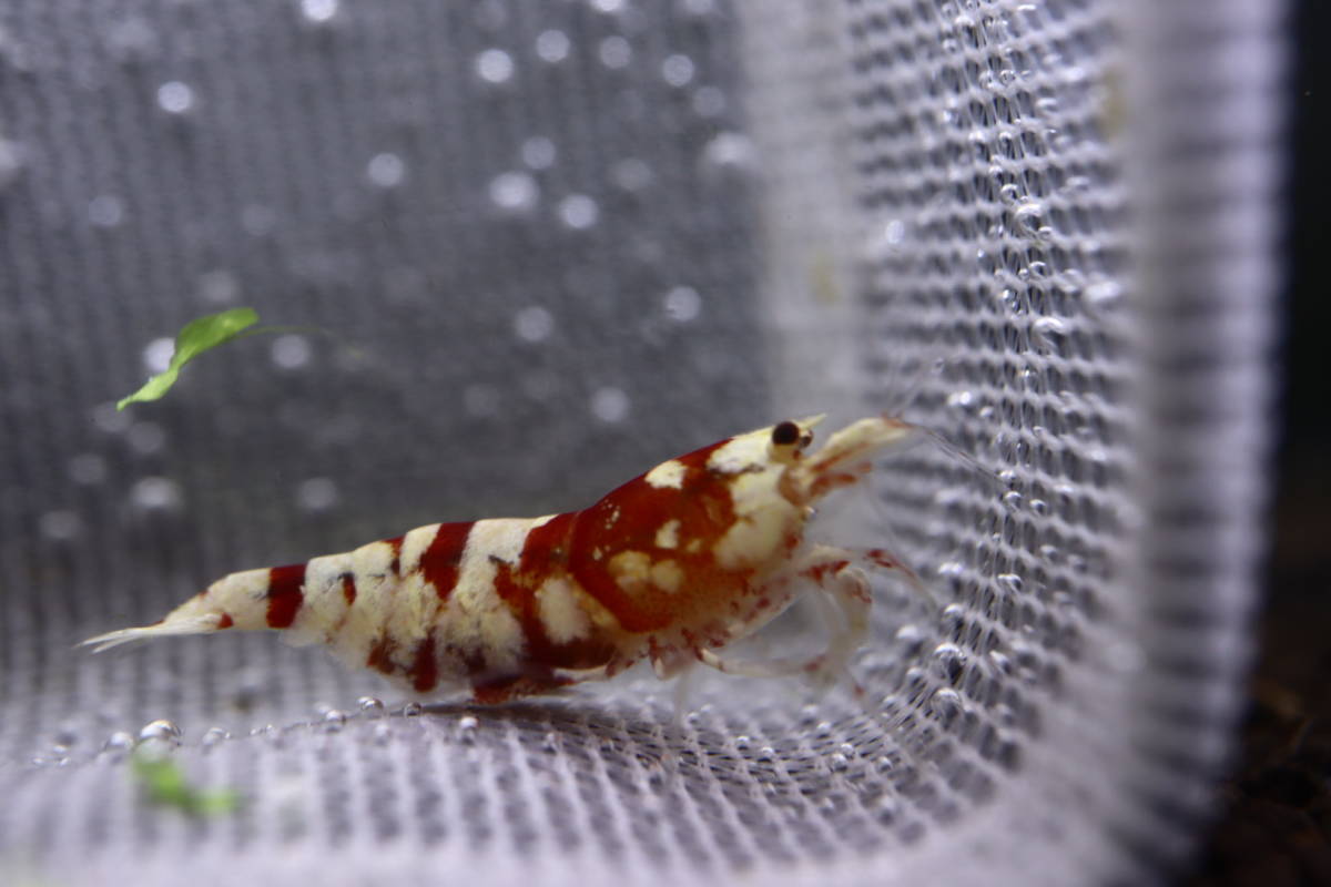 遠州えび】タイガービー(太極) 画像のペア（2匹）メスは抱卵中 抱卵2