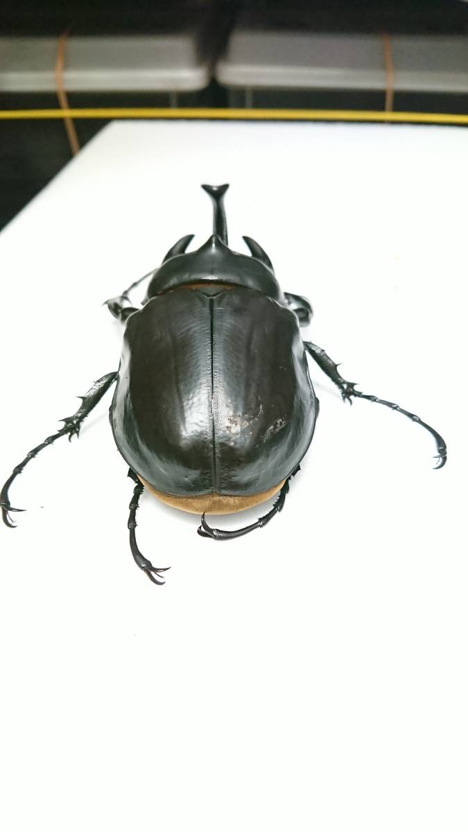 レックスゾウカブト アクティオンゾウカブト 成虫 新成虫（♂118mm