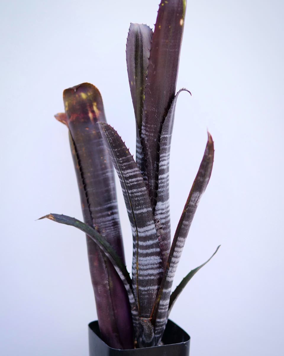 ダースベイダー ビルベルギア Billbergia 'Darth Darth 観葉植物 Vader