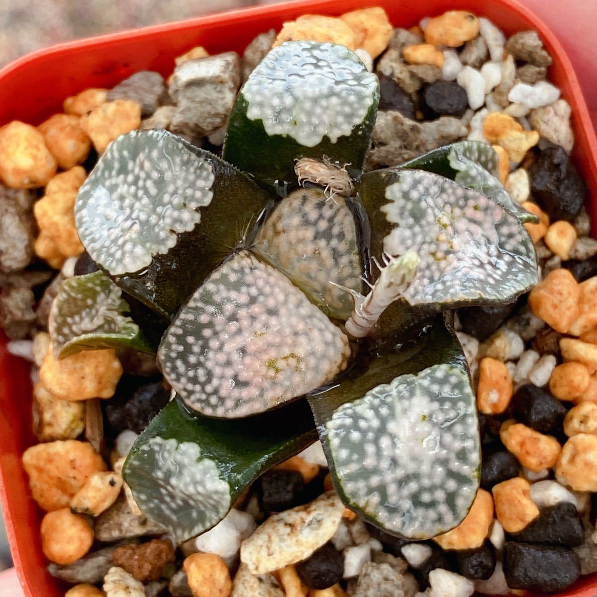 ハオルチア グロエネワルディ 多肉植物 グロエネワルディ錦 多肉 ハオルチア グロエネワルディ 多肉植物 グロエネワルディ錦 多肉