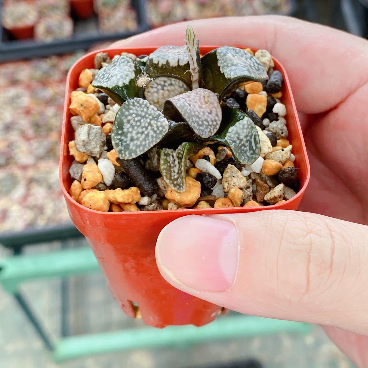 ハオルチア グロエネワルディ 多肉植物 グロエネワルディ錦 多肉