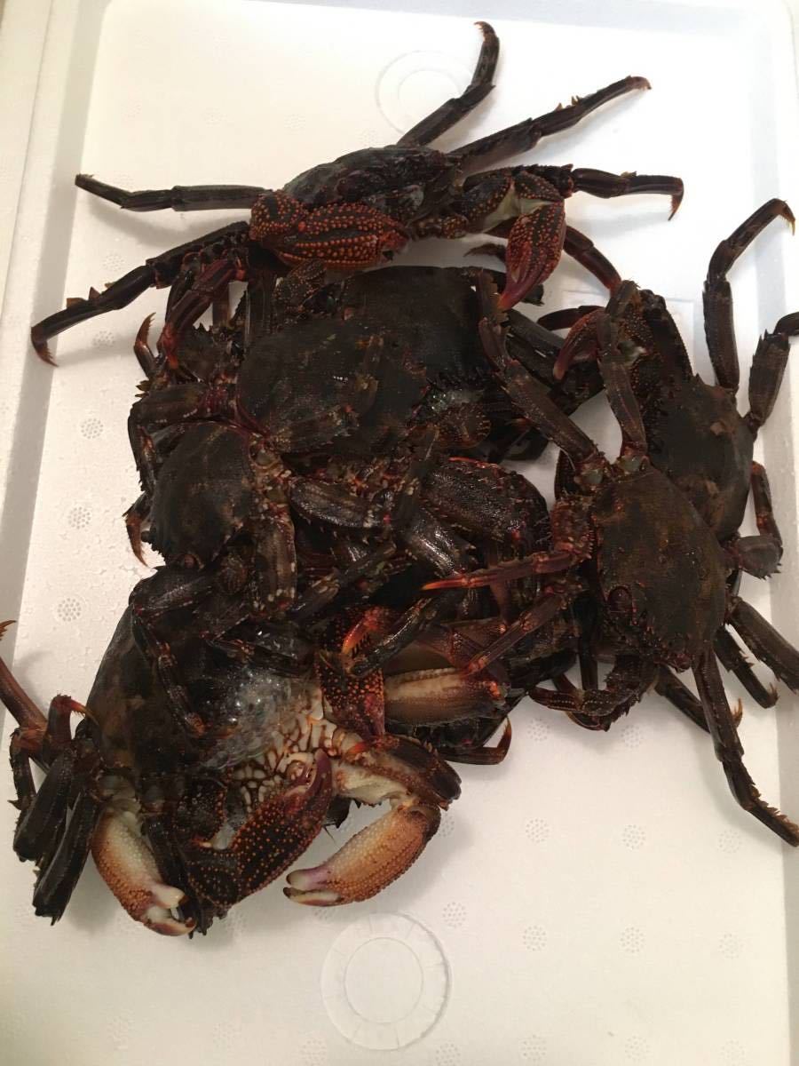石鯛 餌 エサ ショウジンガニ マガニ 約1kg 22匹 急速冷凍 超低温 60度保管 冷凍餌 売買されたオークション情報 ヤフオク の商品情報をアーカイブ公開 オークファン Aucfan Com 石鯛 餌 エサ ショウジンガニ マガニ 約1kg 22匹 急速冷凍 超低温 60度保管 冷凍餌 売買されたオークション情報 ヤフオク の商品情報をアーカイブ公開 オークファン Aucfan Com