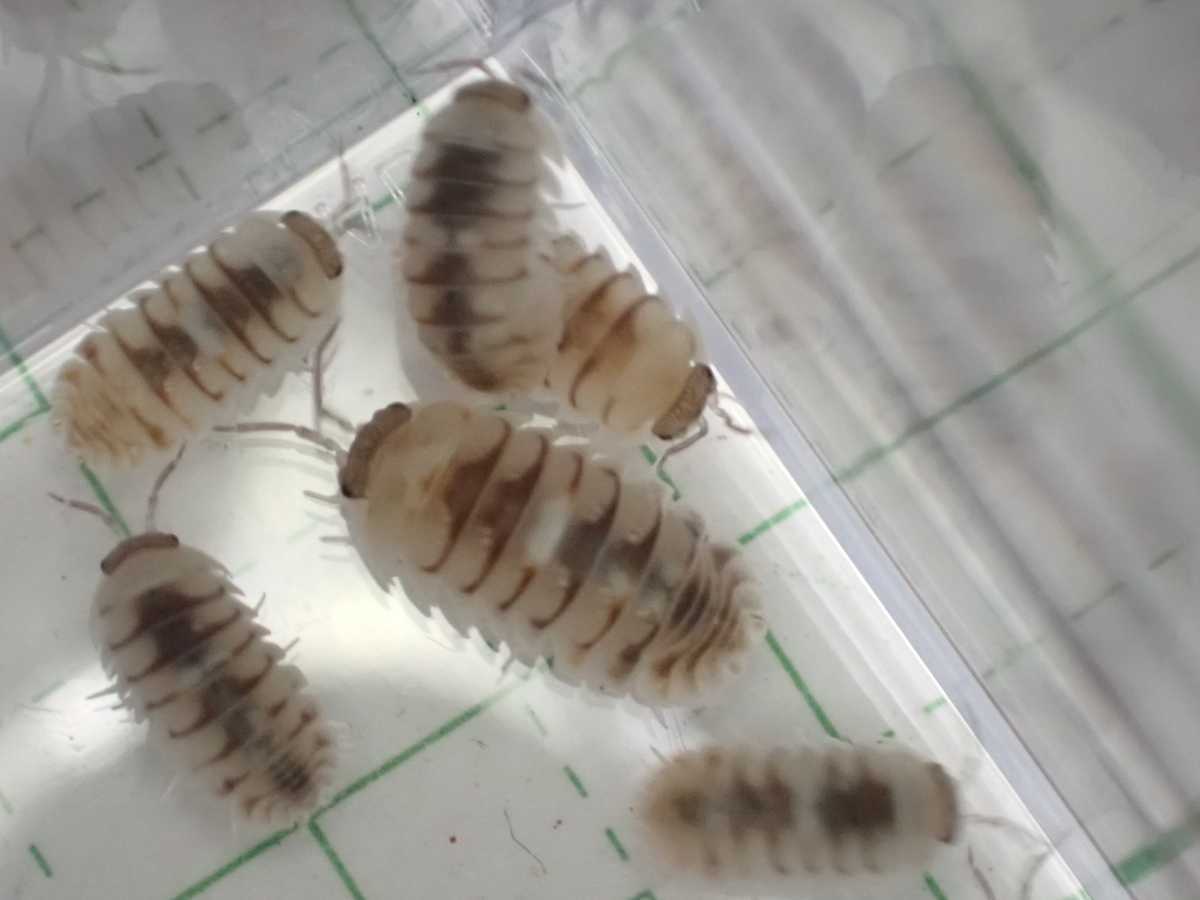 マーブルダンゴムシ 10匹 エサ付き Armadillidium Esponyoli Marbleized ダンゴムシ ワラジムシ 虫類 売買されたオークション情報 Yahooの商品情報をアーカイブ公開 オークファン Aucfan Com