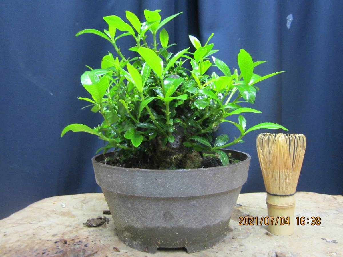 クチナシ Yahoo!オークション bonsai - BONSAI Crenata Cloud
