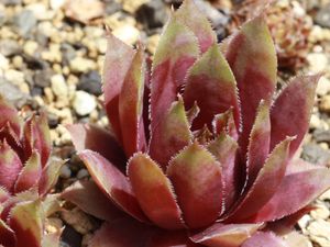 多肉 センペルビウムのヤフオク の相場 価格を見る 5ページ目 ヤフオク の多肉 センペルビウムのオークション売買情報は900件が掲載されています