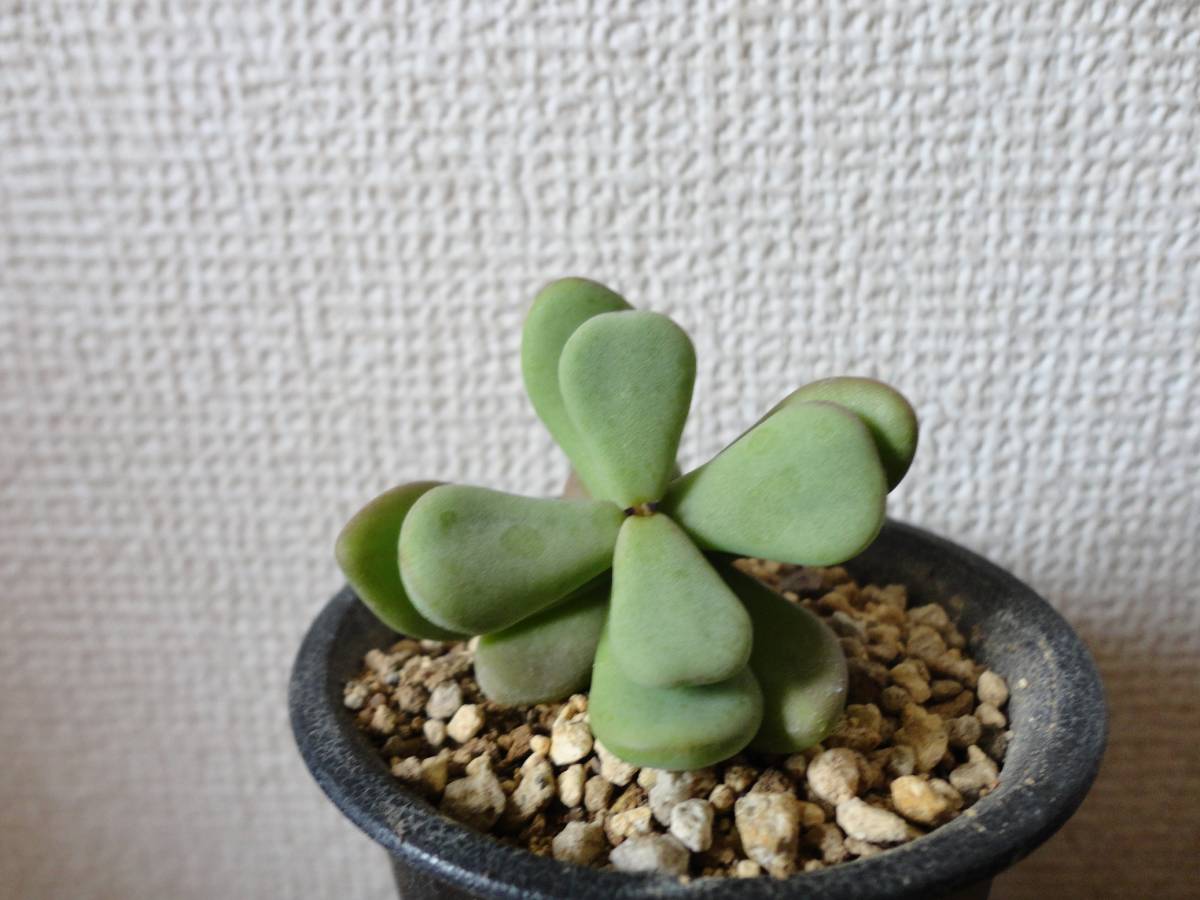 Ceraria ケラリア ピグマエア Pygmaea 実生株 pygmaea | 現品限り 