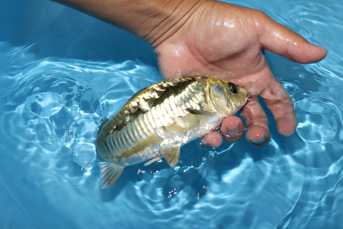 【魚酔】隠れ「７」！ 黄金バット 2020年生 21cm #274