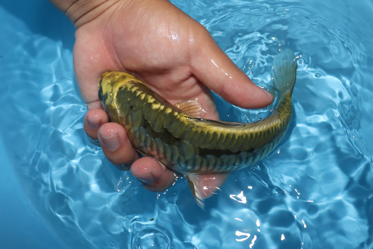 【魚酔】隠れ「７」！ 黄金バット 2020年生 21cm #274