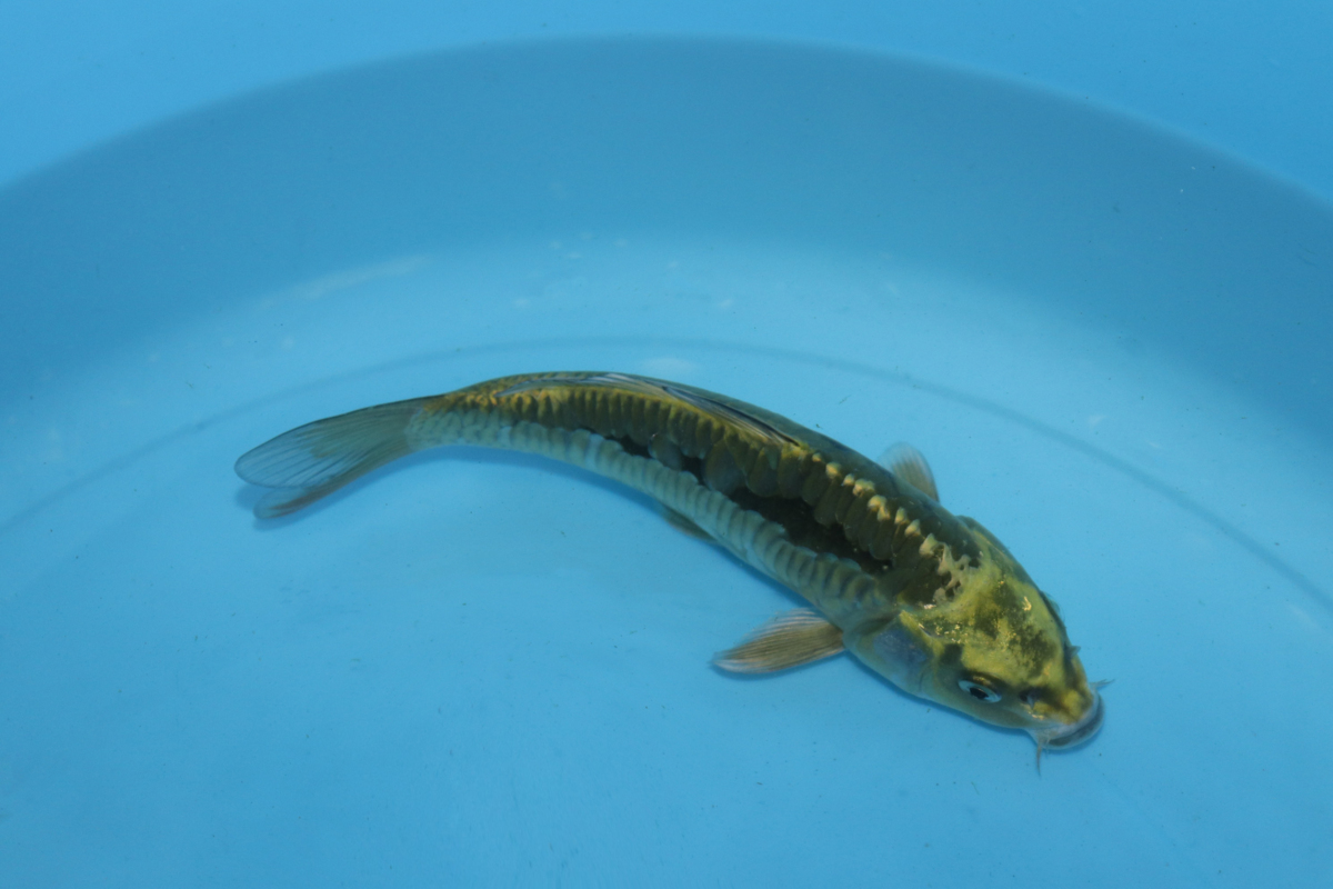 【魚酔】隠れ「７」！ 黄金バット 2020年生 21cm #274