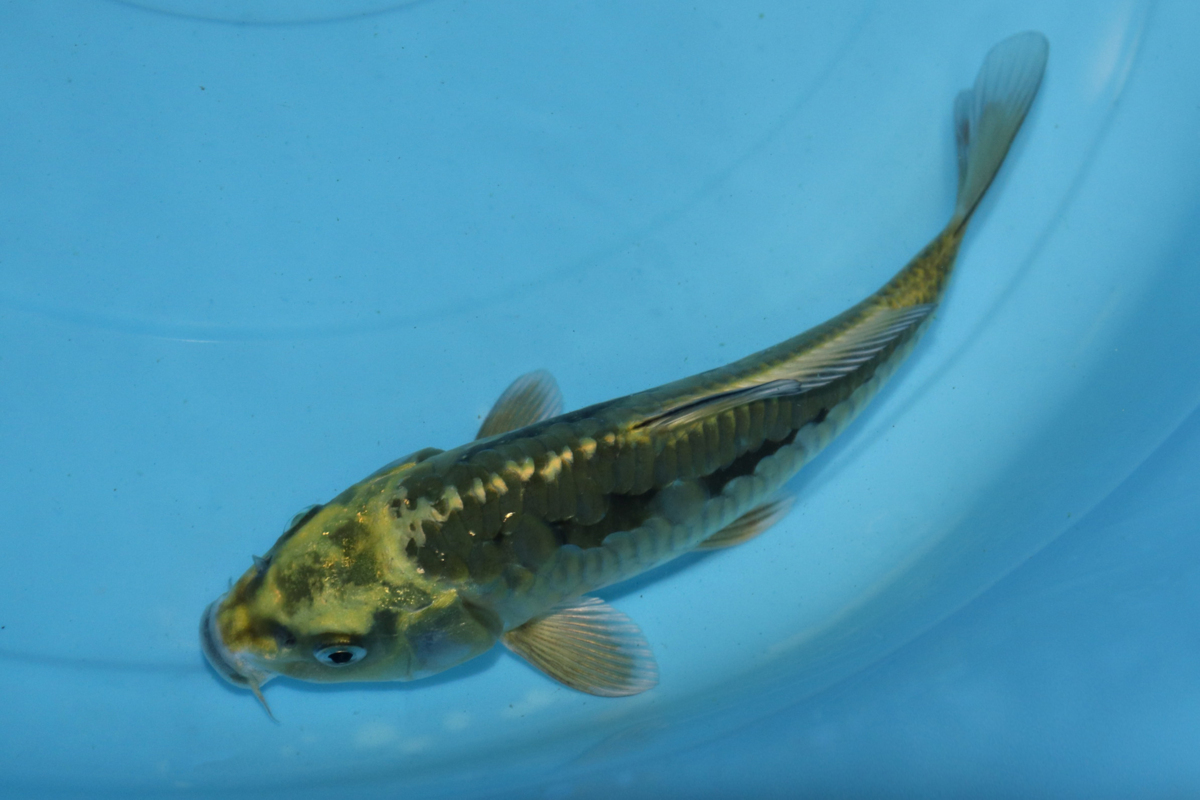 【魚酔】隠れ「７」！ 黄金バット 2020年生 21cm #274