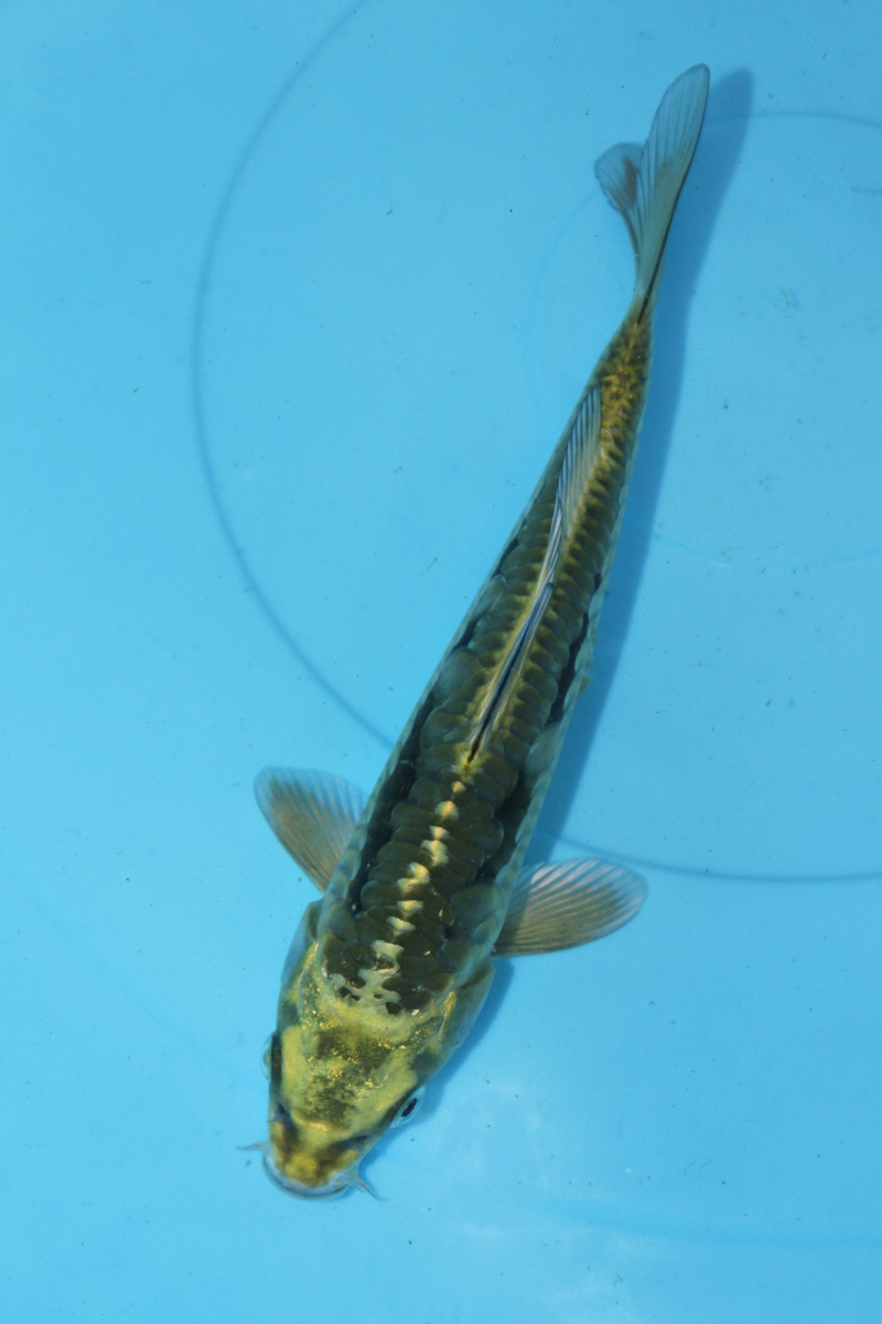 【魚酔】隠れ「７」！ 黄金バット 2020年生 21cm #274