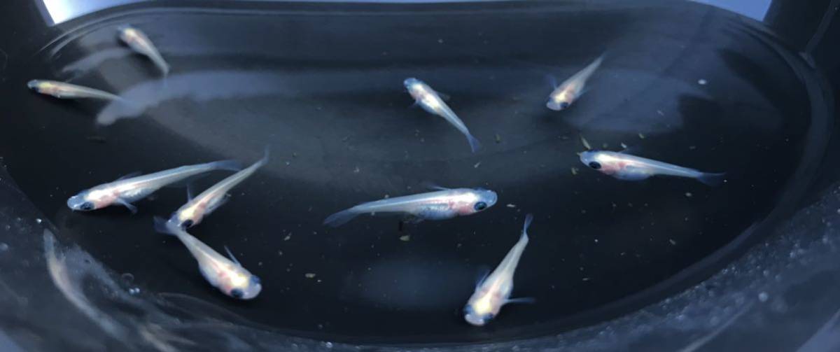 海外正規品 メダカ スーパーブラックパンダめだか 未選別 稚魚ss Sサイズ 10匹セット 黒 ブラック ぱんだ 淡水魚 Shipsctc Org