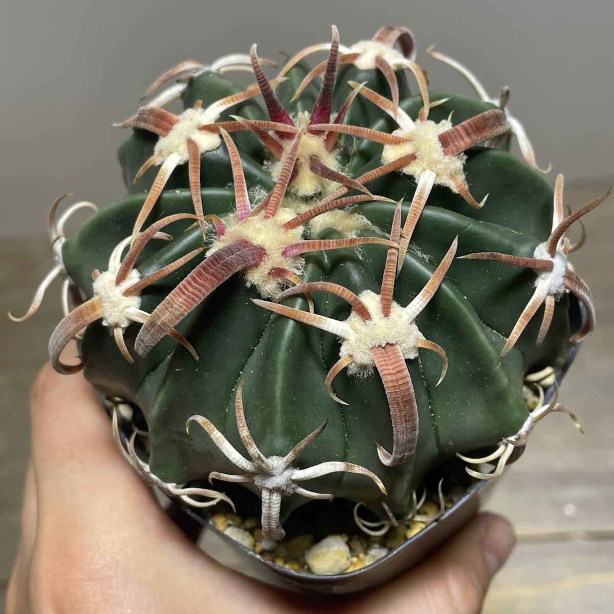 狂刺 サボテン 狂刺綾波 実生 綾波 狂刺綾波| 臺北典藏植物園 狂刺綾波