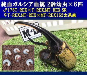 DHヘラクレスのYahoo!オークション(旧ヤフオク!)の相場・価格を見る