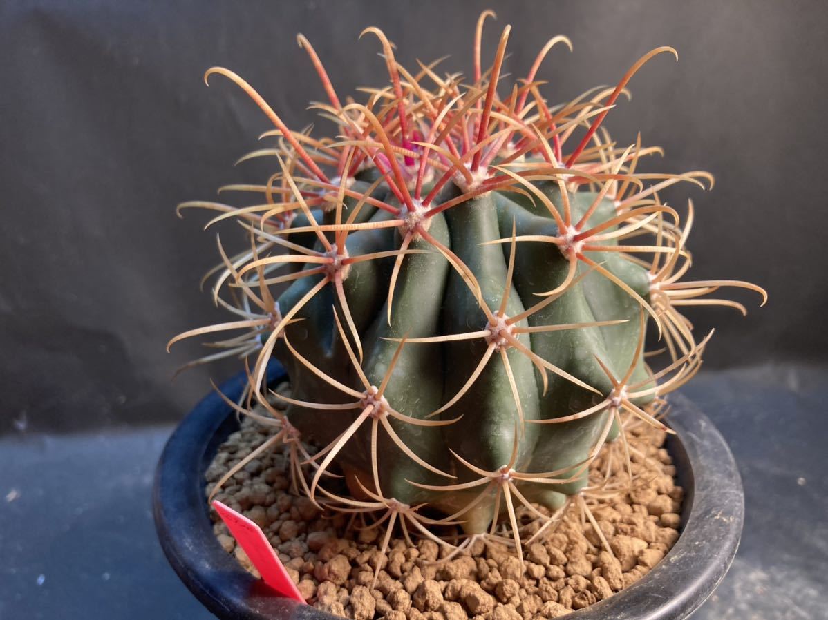 サボテン：フェロカクタス | - ☆赤松実生 実生 神仙玉*幅4cm フェロ