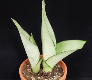 サンスベリア シルバーのヤフオク の相場 価格を見る ヤフオク のサンスベリア シルバーのオークション売買情報は13件が掲載されています