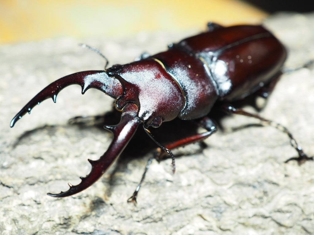 天然WC☆西表産 ヤエヤマノコギリクワガタ ♂約34㎜ ♀約27