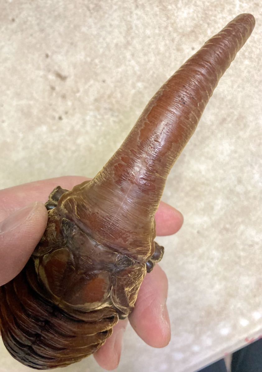 【Squid=Squid】ＤＨヘラクレス ♀７３.５㎜　単品　未後食_10