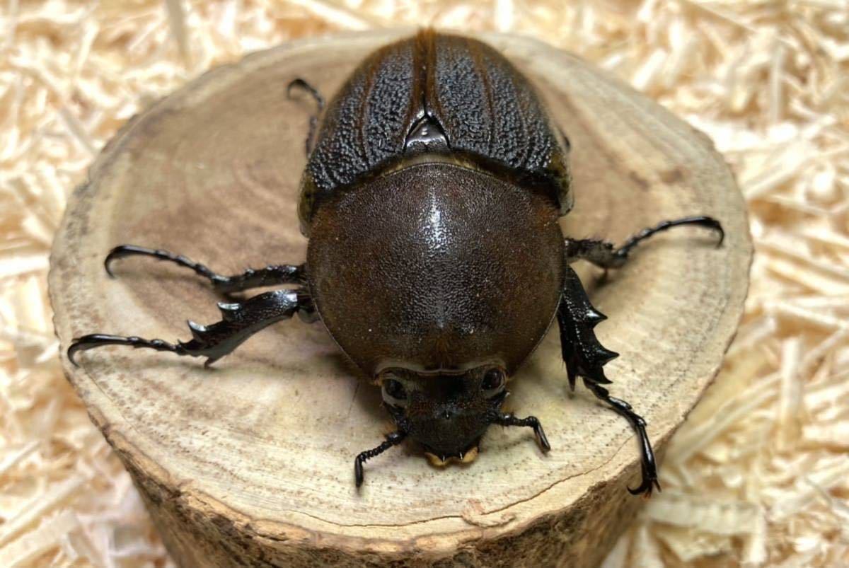 【Squid=Squid】ＤＨヘラクレス ♀７３.５㎜　単品　未後食_2