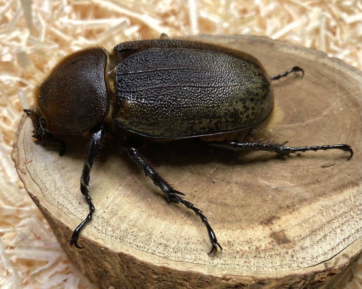 【Squid=Squid】ＤＨヘラクレス ♀７３.５㎜　単品　未後食_3