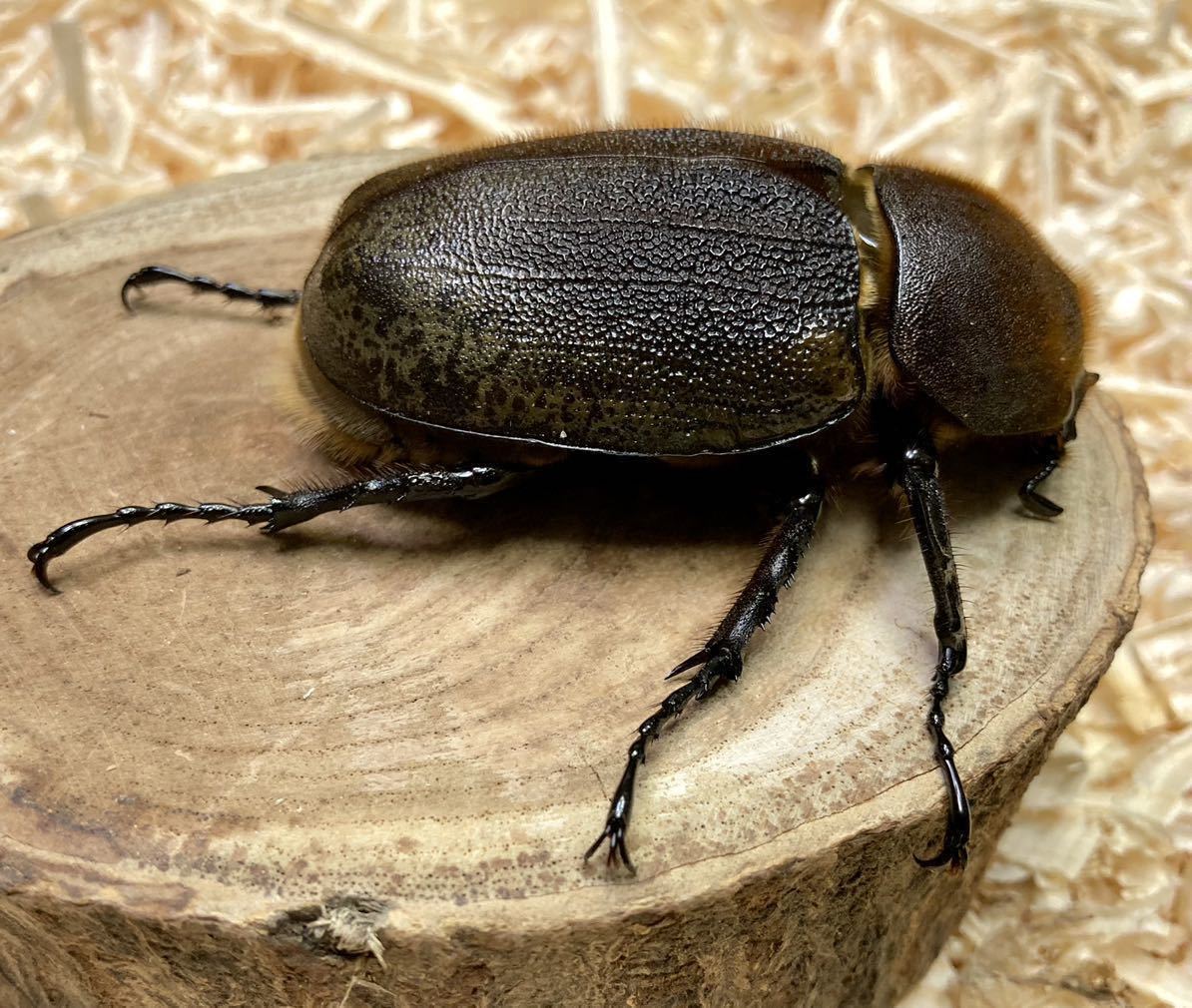 【Squid=Squid】ＤＨヘラクレス ♀７３.５㎜　単品　未後食_4