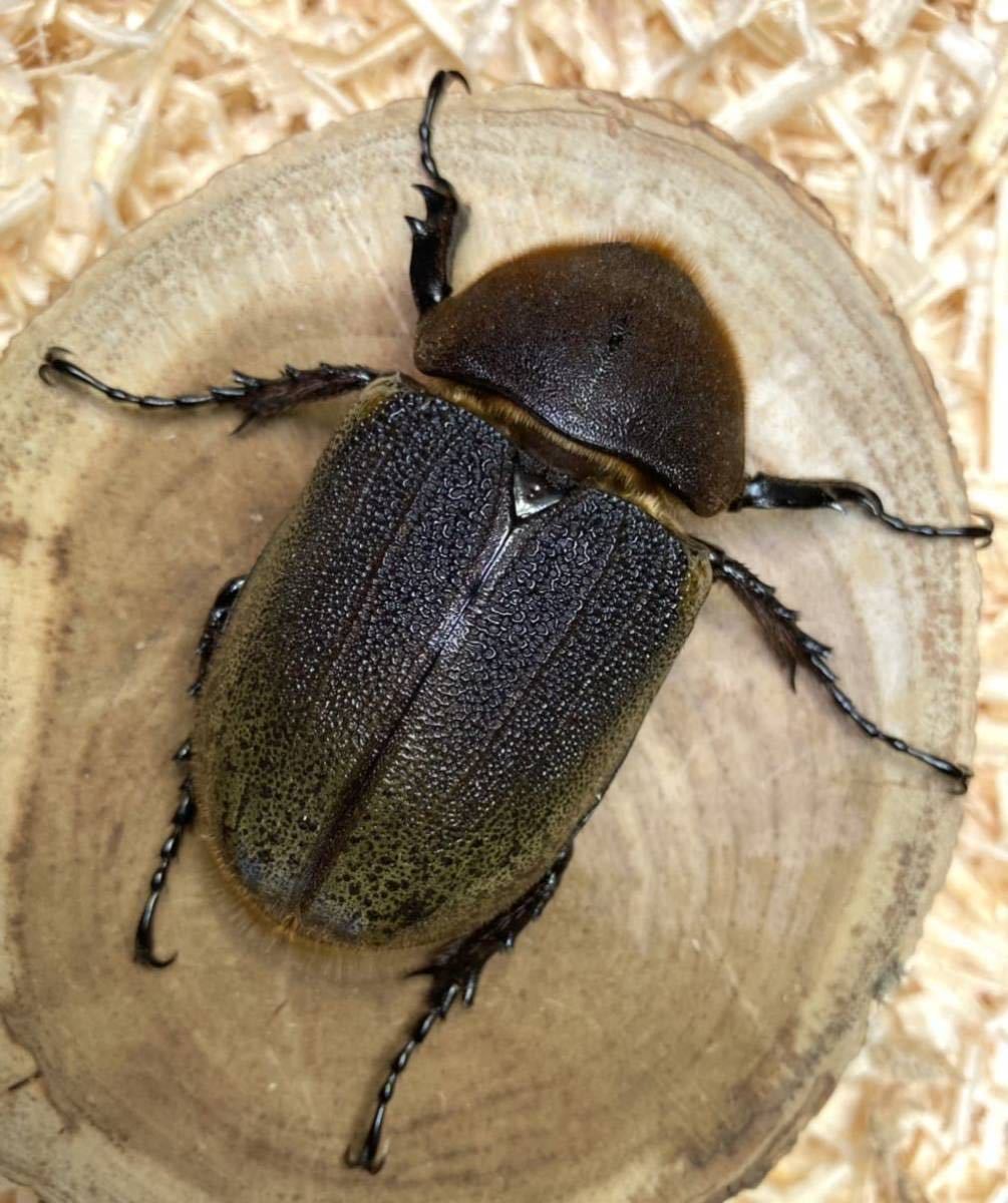 【Squid=Squid】ＤＨヘラクレス ♀７３.５㎜　単品　未後食_5