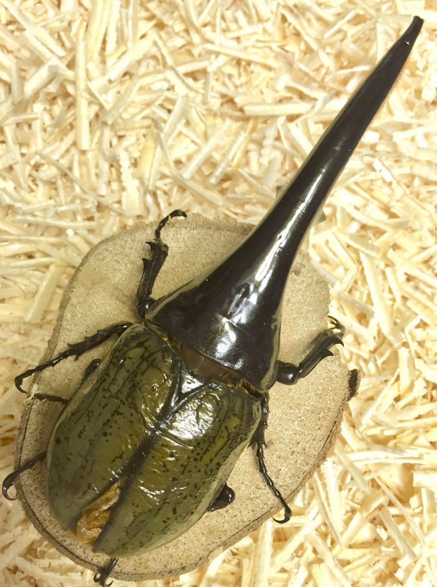 【Squid=Squid】ＤＨヘラクレス ♀７３.５㎜　単品　未後食_7