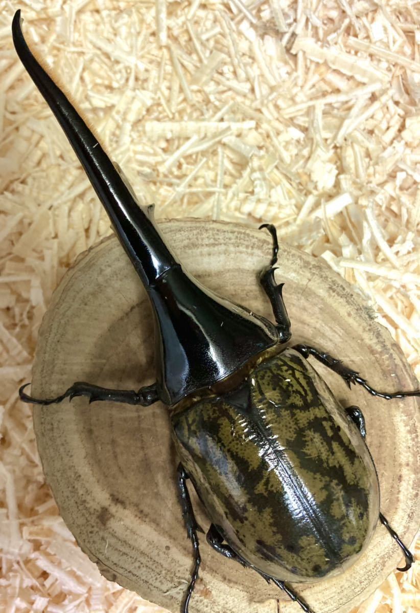 【Squid=Squid】ＤＨヘラクレス ♀７３.５㎜　単品　未後食_8