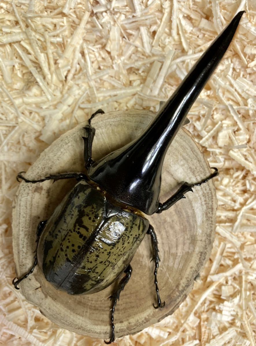 【Squid=Squid】ＤＨヘラクレス ♀７３.５㎜　単品　未後食_9