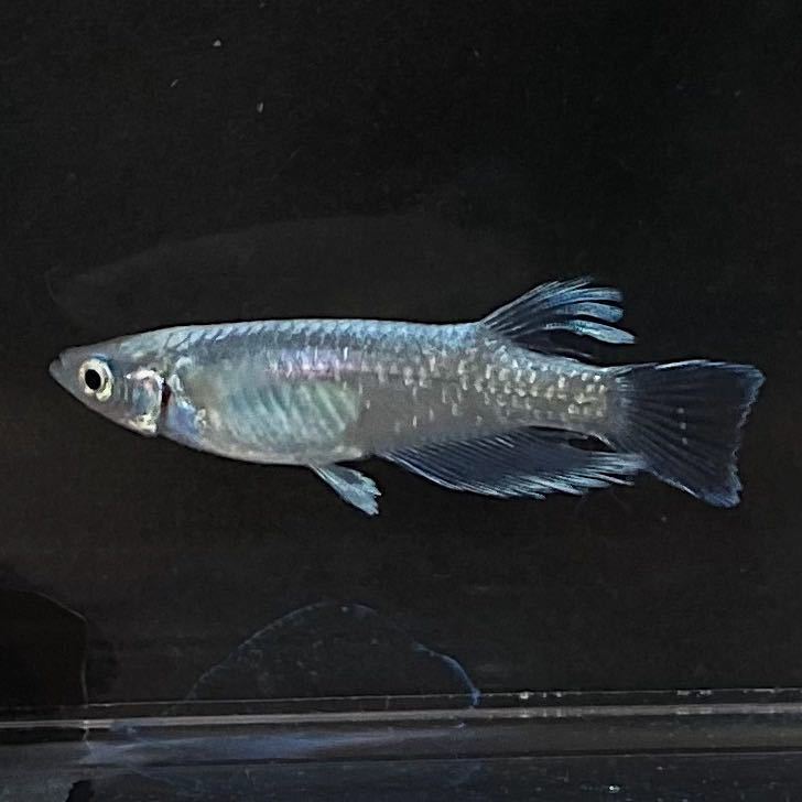 メダカお兄さん　マリアージュロングフィン 有精卵20+a_1