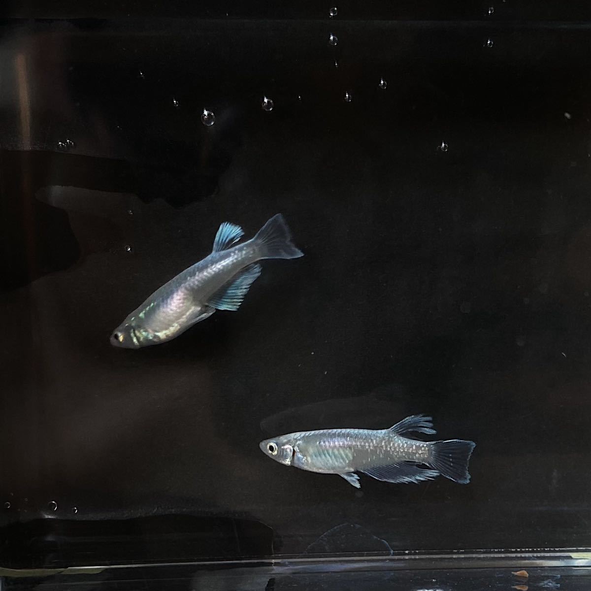 メダカお兄さん　マリアージュロングフィン 有精卵20+a_2