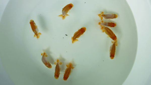 SALE，HOT 蘭錦堂 らんちゅう 当歳 良魚 10尾(らんちゅう)｜売買されたオークション情報、yahooの商品情報をアーカイブ公開 - オークファン らんちゅう
