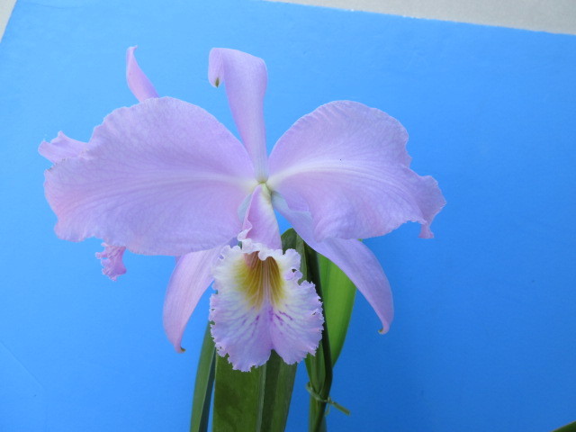 洋蘭 原種 カトレア C. gaskelliana fma concolor 'Reinforce' OG 大株