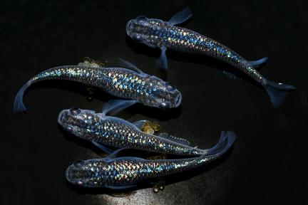◇丸玄◇ 稚魚 10匹 ◇ 送料無料 桜虹めだか☆極上種親. 銀酒メダカの 