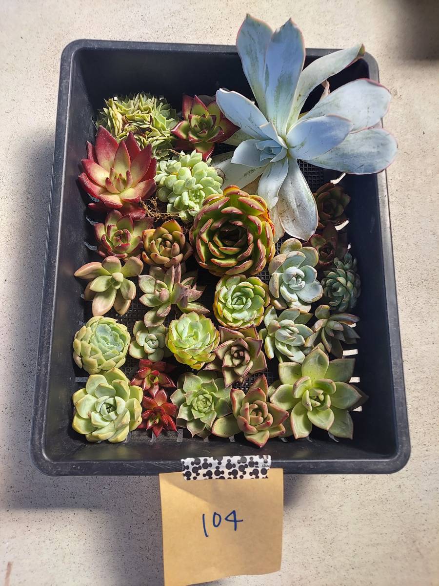 韓国多肉植物 韓国苗 エケベリア Echeveria 15 104多肉植物寄せ植えに お名前つきません 岡山在庫 7 26岡山発送 サボテン 売買されたオークション情報 Yahooの商品情報をアーカイブ公開 オークファン Aucfan Com