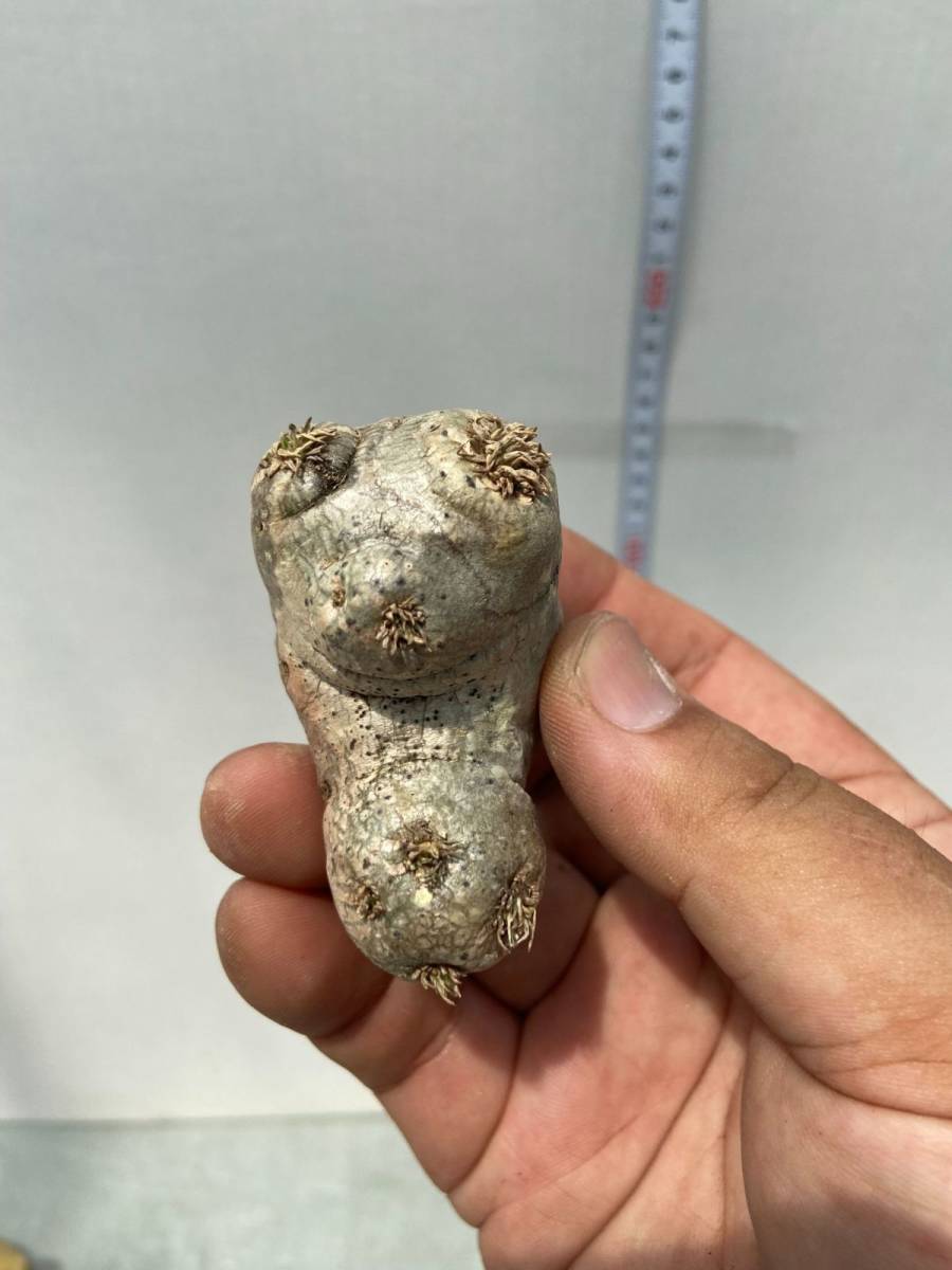 キ165 【塊根植物・現地株】パキポディウム 恵比寿笑い S【7/22最新到着・マダガスカル・抜き苗・Pachypodium brevicaule】