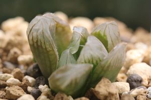 ハオルチア 花火のヤフオク の相場 価格を見る ヤフオク のハオルチア 花火のオークション売買情報は19件が掲載されています