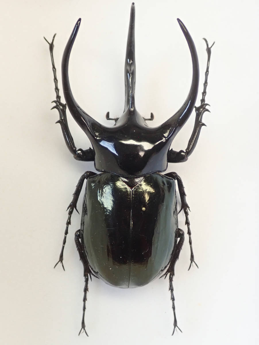コーカサスオオカブト 標本 | 大型マレーコーカサスオオカブト標本
