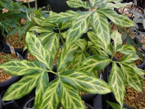 斑入り山野草のヤフオク の相場 価格を見る ヤフオク の斑入り山野草のオークション売買情報は224件が掲載されています