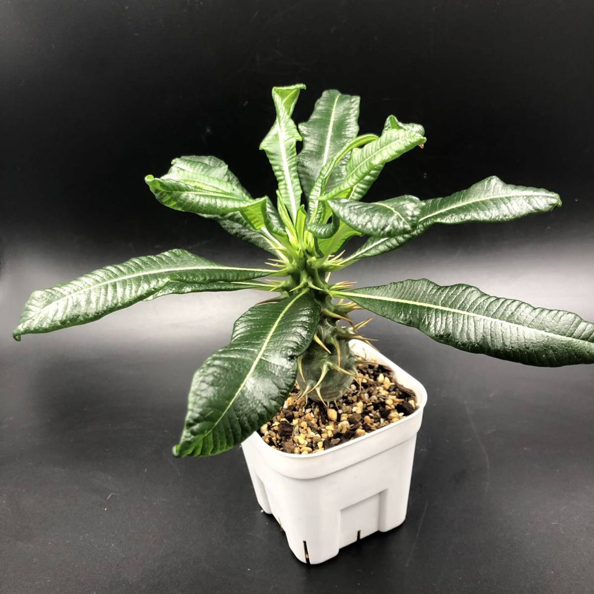 パキポディウム アンボンゲンセ③ Pachypodium Ambongense クリンクリンの葉が可愛い 検索用: グラキリス ウィンゾリー コーデックス 塊根_3