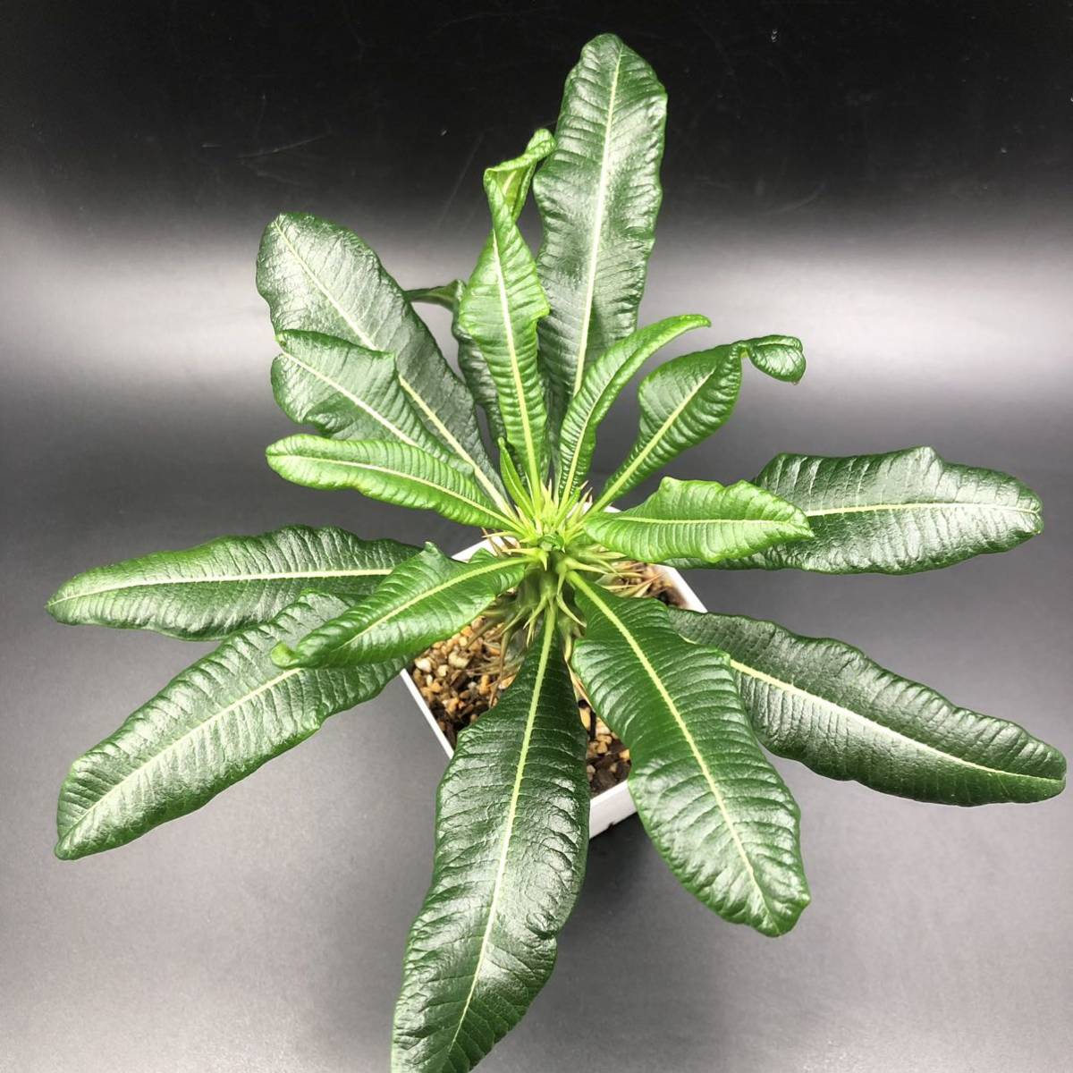 パキポディウム アンボンゲンセ③ Pachypodium Ambongense クリンクリンの葉が可愛い 検索用: グラキリス ウィンゾリー コーデックス 塊根_4