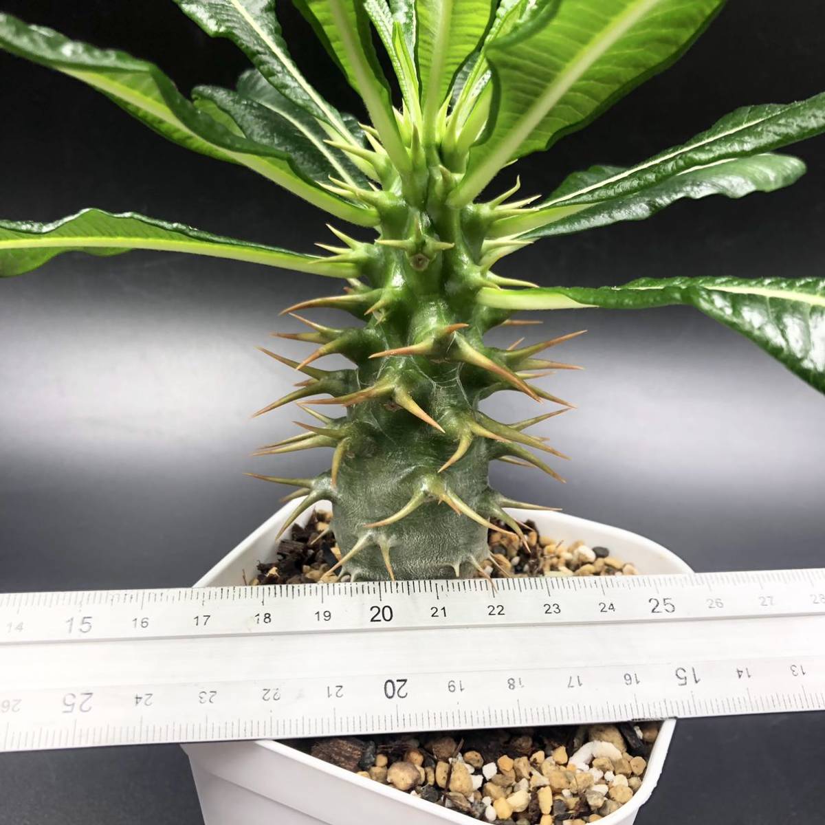 パキポディウム アンボンゲンセ③ Pachypodium Ambongense クリンクリンの葉が可愛い 検索用: グラキリス ウィンゾリー コーデックス 塊根_6